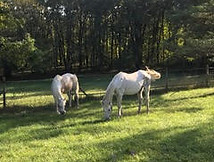 horses 2
