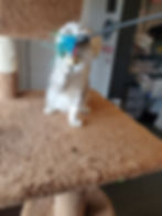 Thumbnail: Scottish Fold - $1600
