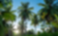 palm tree removal