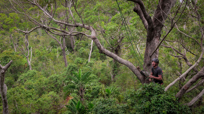 arborist climbing tree