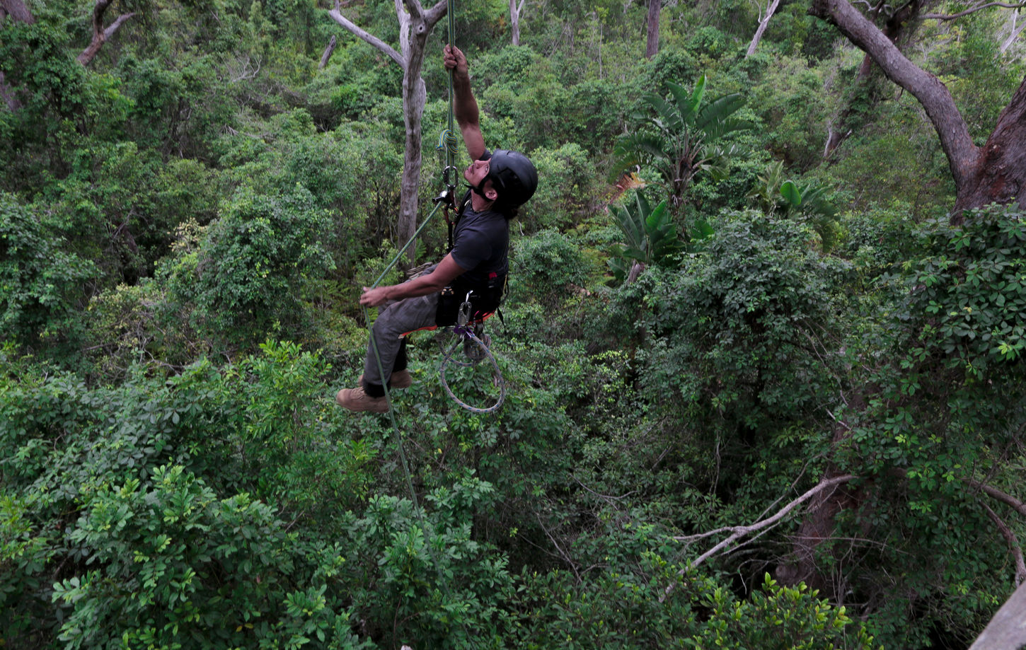 tree climber pruning tree