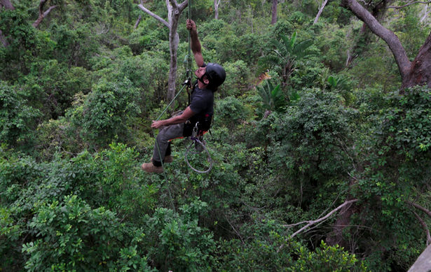 arborist, tree climber