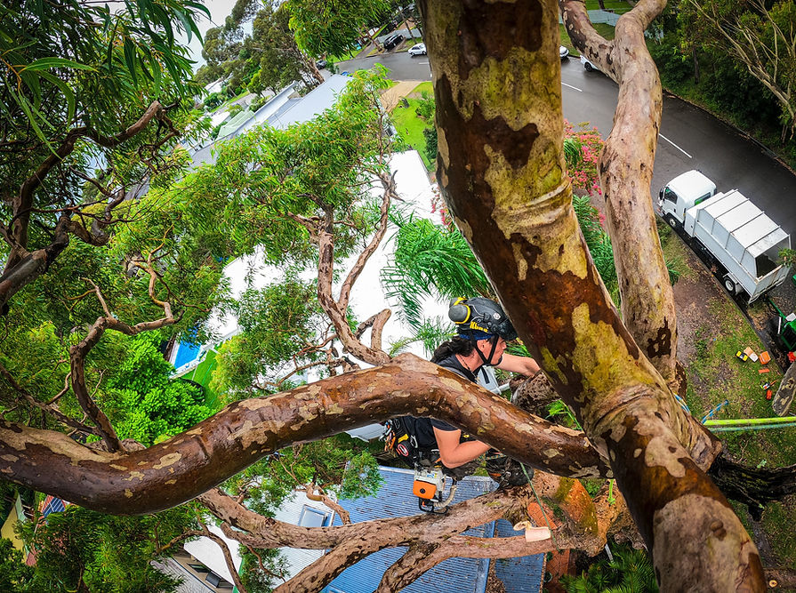 arborist