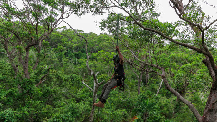 arborist, tree climber