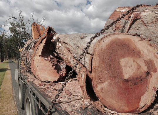 timber harvesting