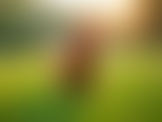 Traditional Farming Practices for Healthier Chicken