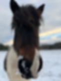 Häst_med_snö