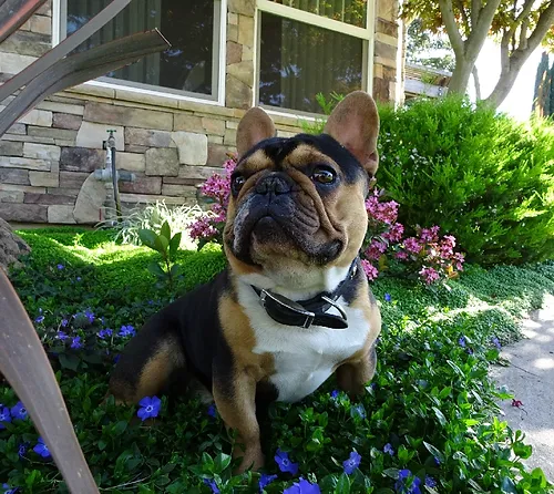 jesus loves me singing bunny