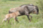 Serengeti's New Life Safari