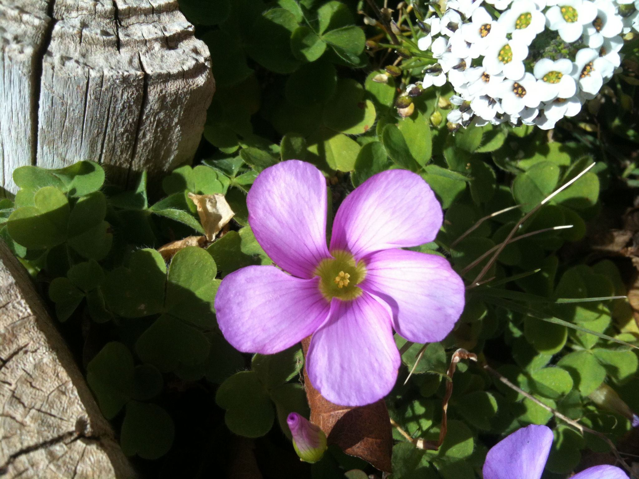 Wood Sorrel (Energy Restorative)