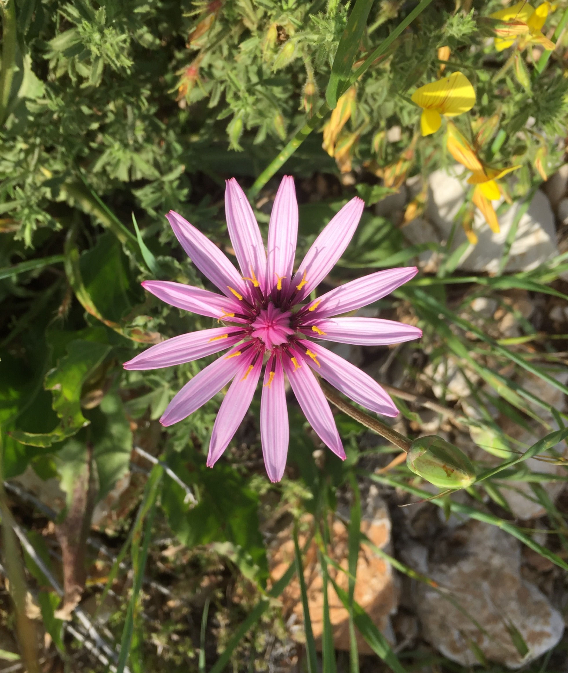 Oriental Viper Grass (Balance)