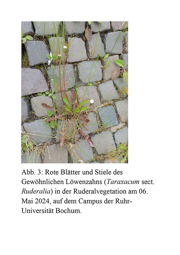 Überlegungen von Christopher Noč über das Auftreten roter Stiele und Blätter - Teil 11.jpg