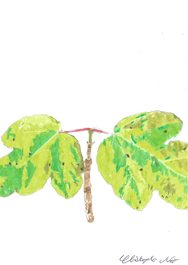 Acer_campestre.jpg