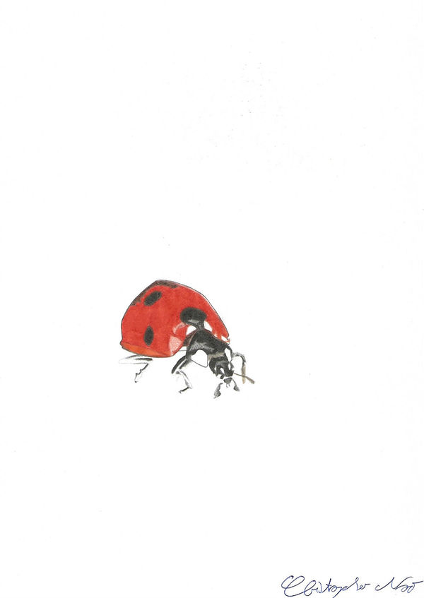 Coccinella-septempunctata(1).jpg