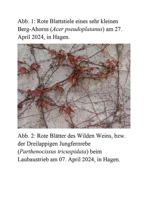 Überlegungen von Christopher Noč über das Auftreten roter Stiele und Blätter - Teil 10.jpg