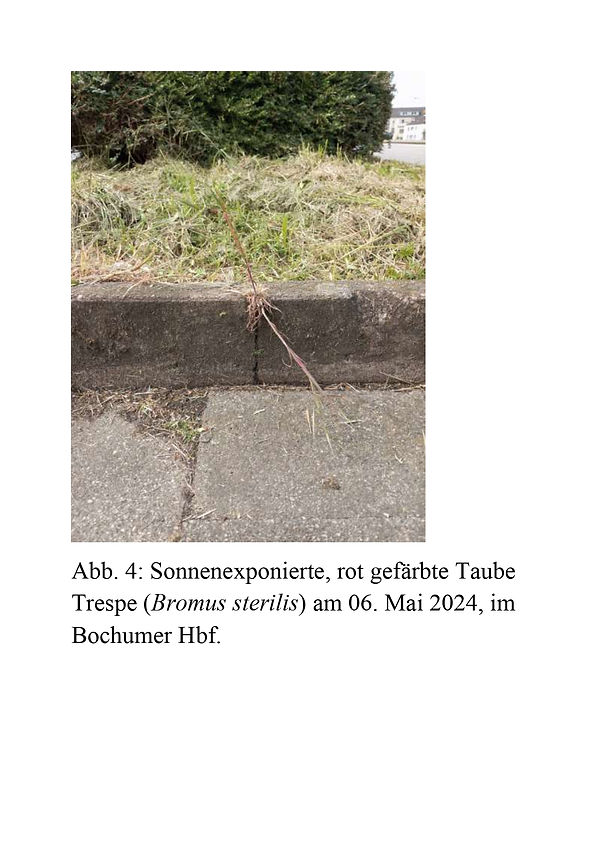 Überlegungen von Christopher Noč über das Auftreten roter Stiele und Blätter - Teil 12.jpg