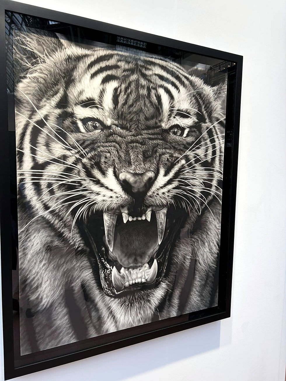 Robert Longo, Untitled (Daniel), 2026: Kohlezeichnung eines brüllenden Tigers