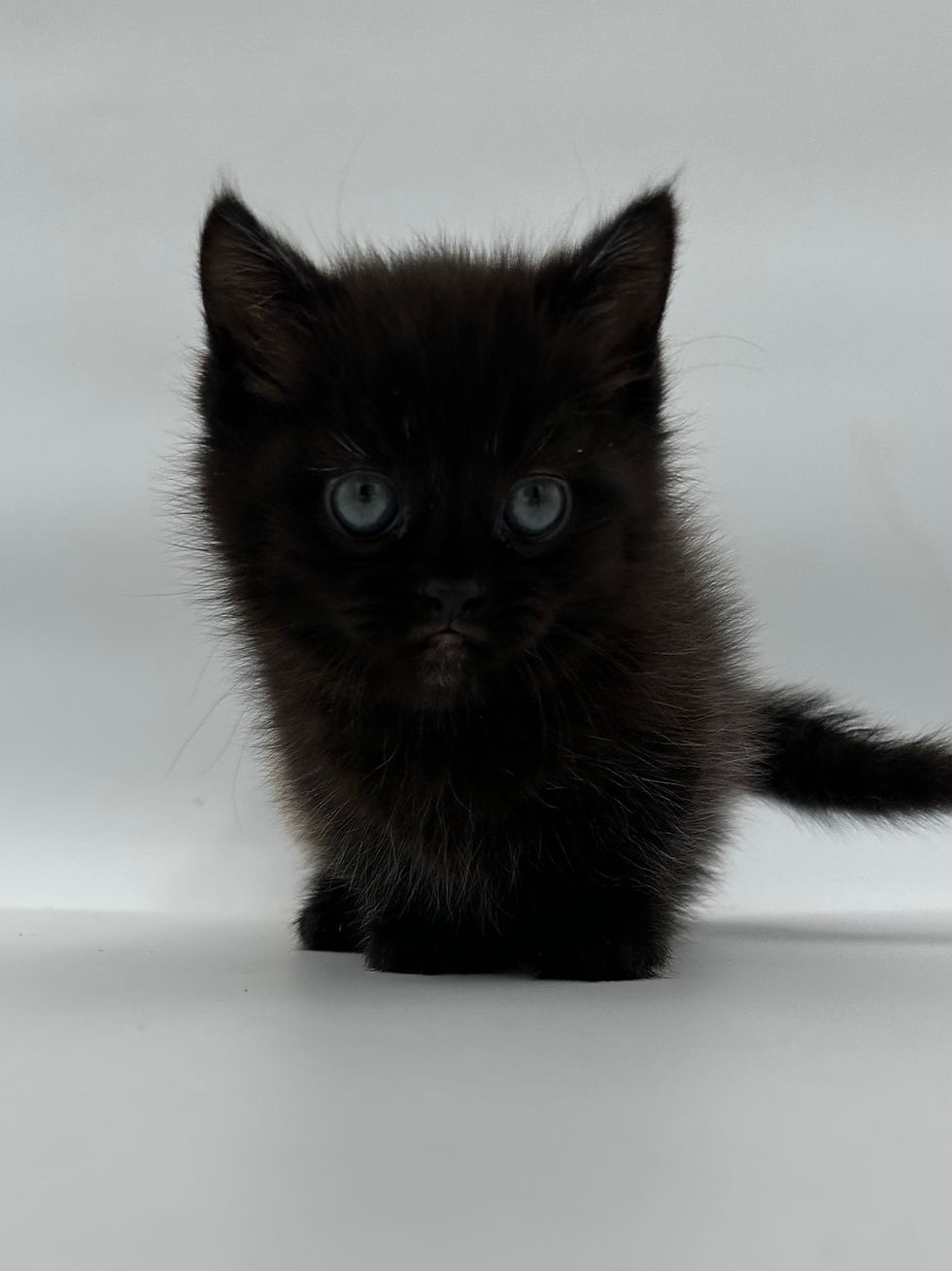 Thumbnail: Standard Napoleon Kitten Male