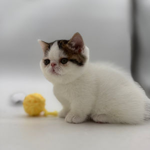 Sold Kittens