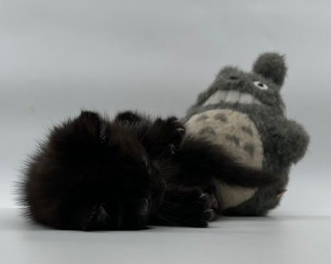 Thumbnail: Standard Napoleon Kitten Male