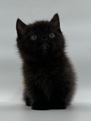Thumbnail: Standard Napoleon Kitten Male
