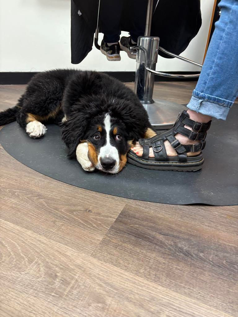 Angus our shop dog
