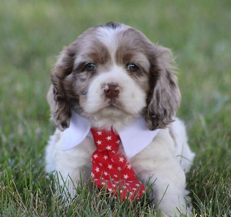 PRINCE