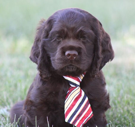 OLIVER