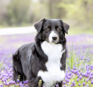Aussie puppy breeder