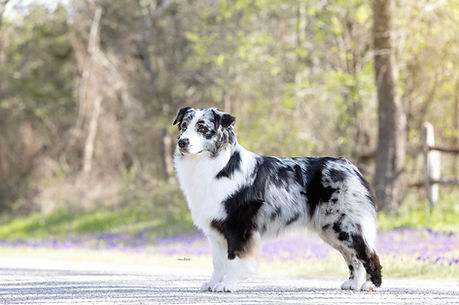 best Aussie breeder in Texas