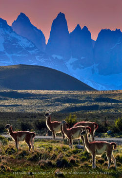 © Bernardo Galmarini