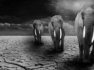 Leading with Elephant Wisdom: Building a Psychologically Safe Habitat