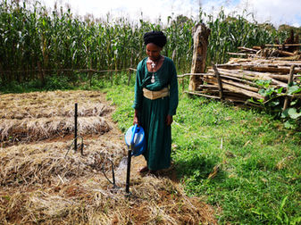 Irrigation (Ethiopia)