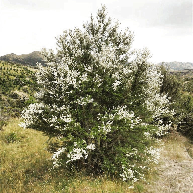 サムネイル： RONGO モノフローラル マヌカハニー 1kg（MGO260+）瓶