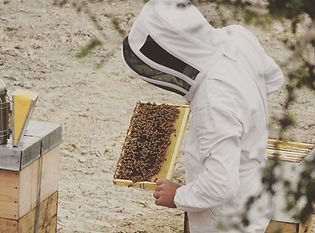 蜂の巣箱をチェックする養蜂用防護服を着た養蜂家