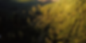 Screen Shot 2020-10-27 at 1.41.34 PM.png