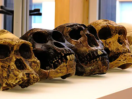 The Ancient Tale of Human Ancestry: Surviving the Brink of Extinction 900,000 Years Ago