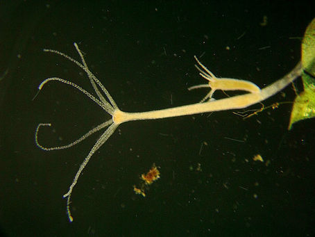 Immortal Hydras and Contagious Cancer: The Mysteries of Transmissible Tumors