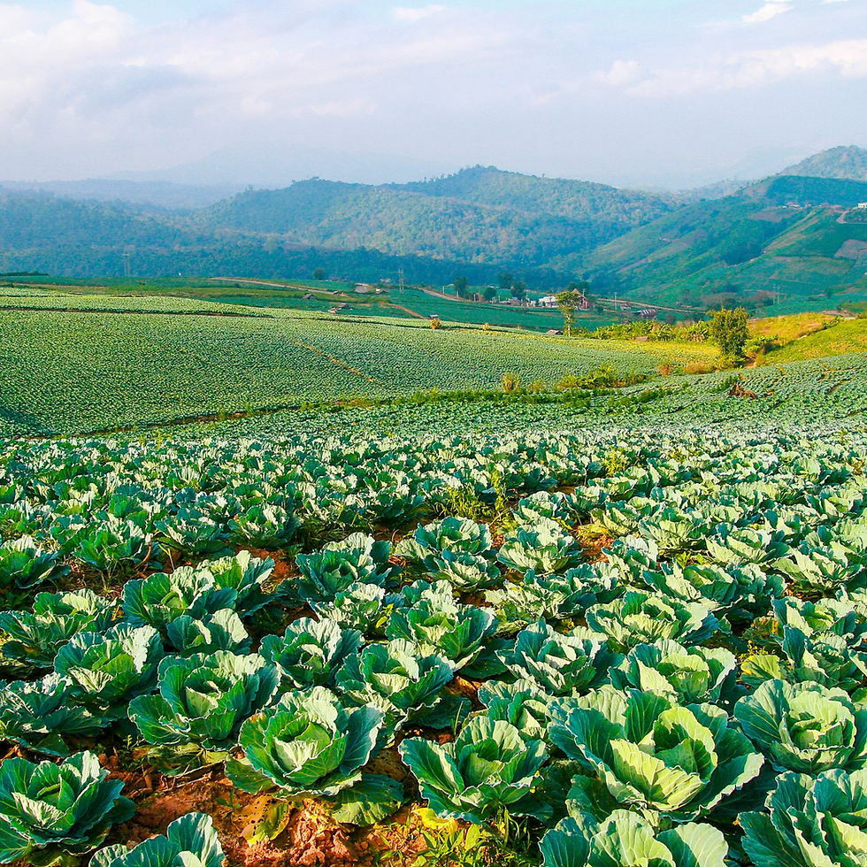 ผักรักคุณ