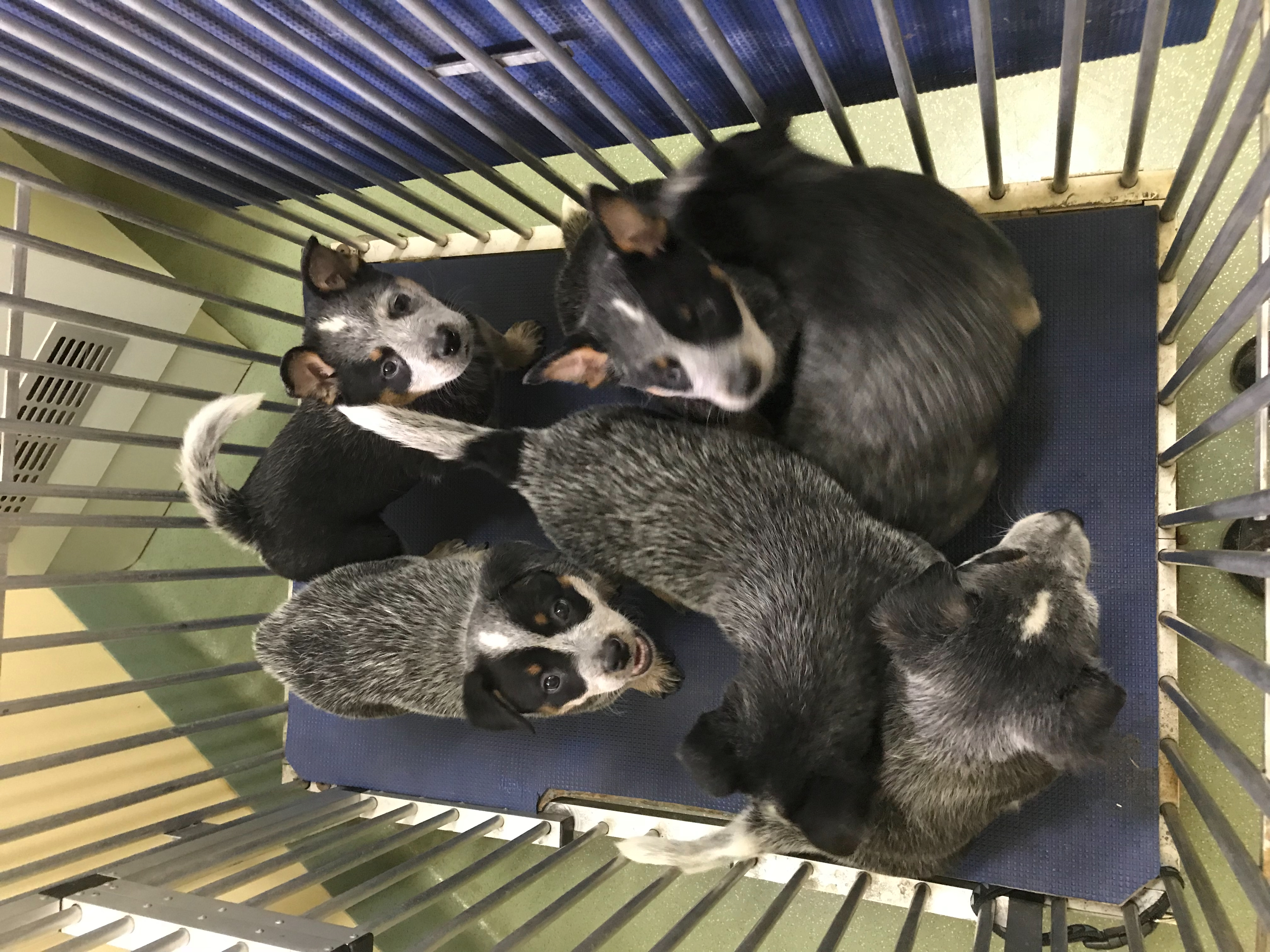Puppies at the vets for vaccinations