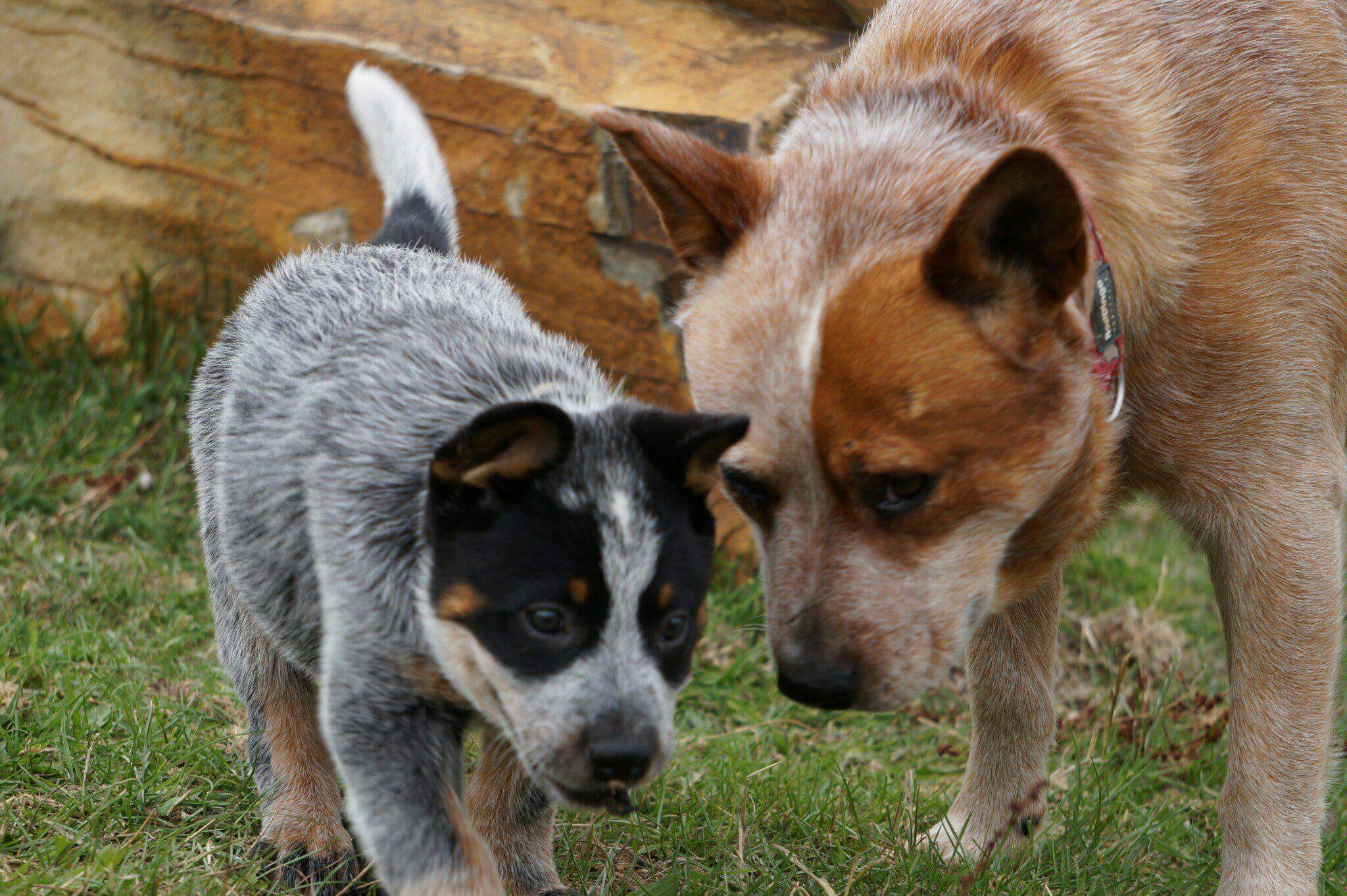 Diesel and his best mate
