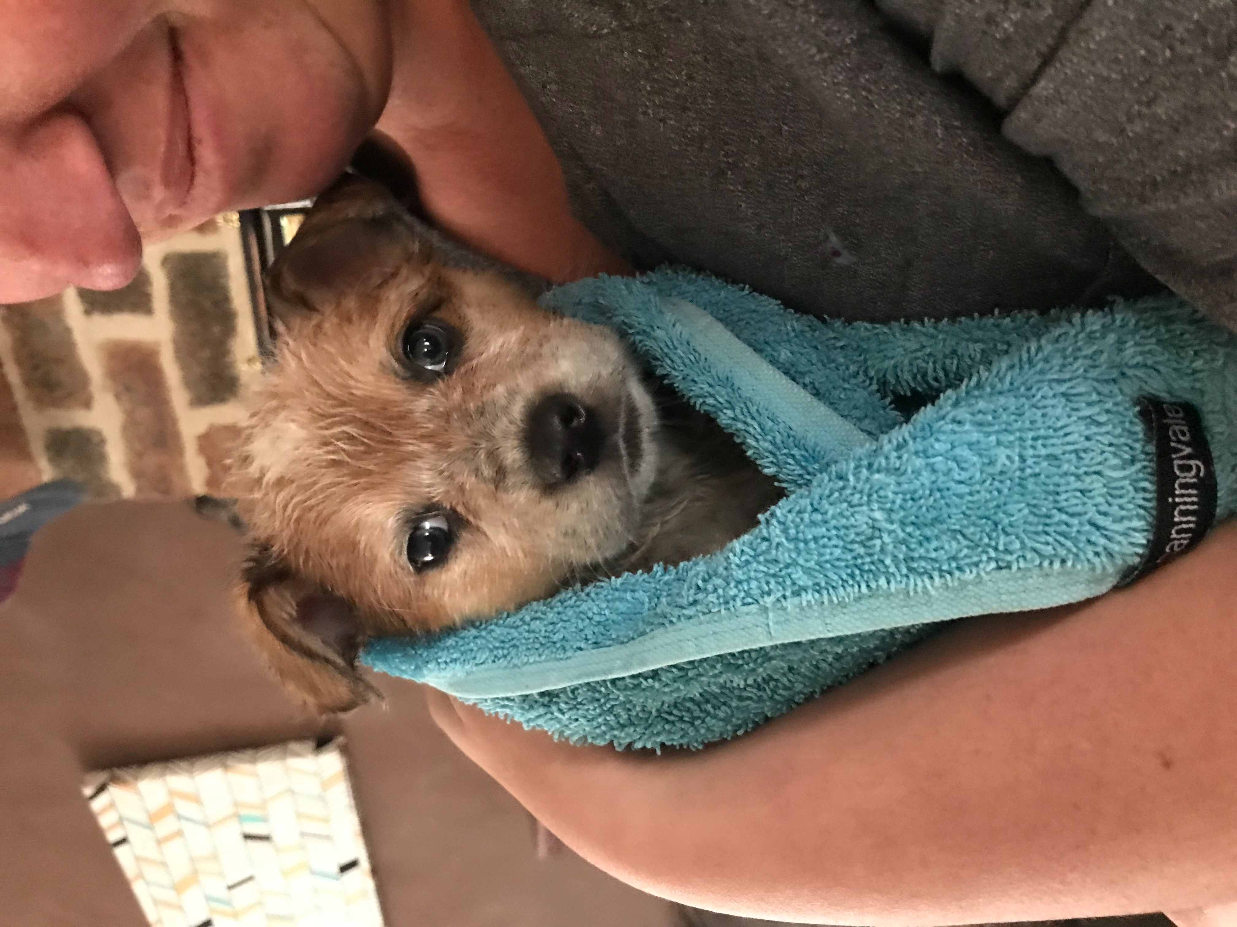 Puppy bath time is always fun