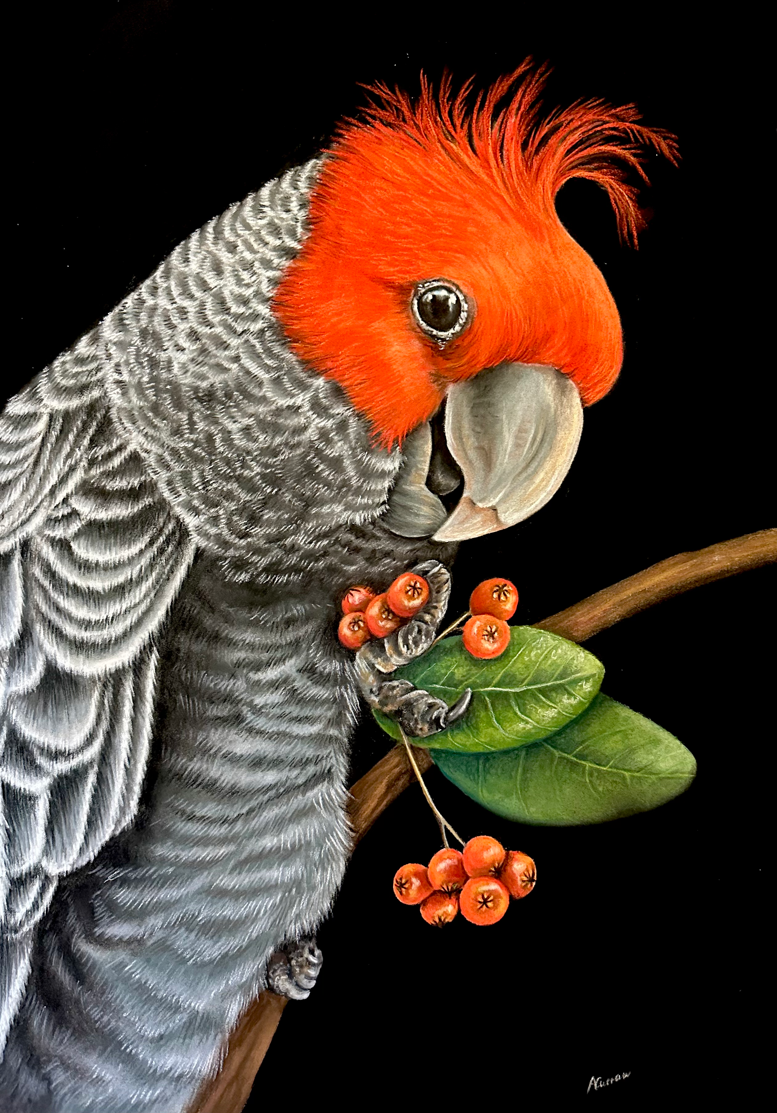 Original - Gang Gang Cockatoo