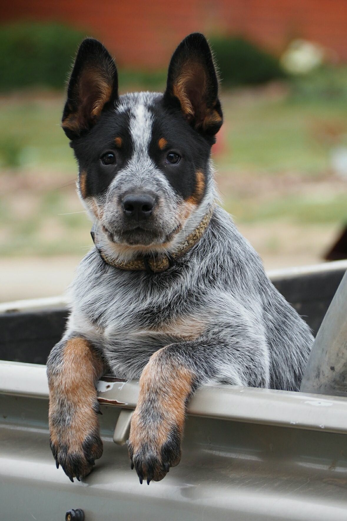 Diesel in Tasmania