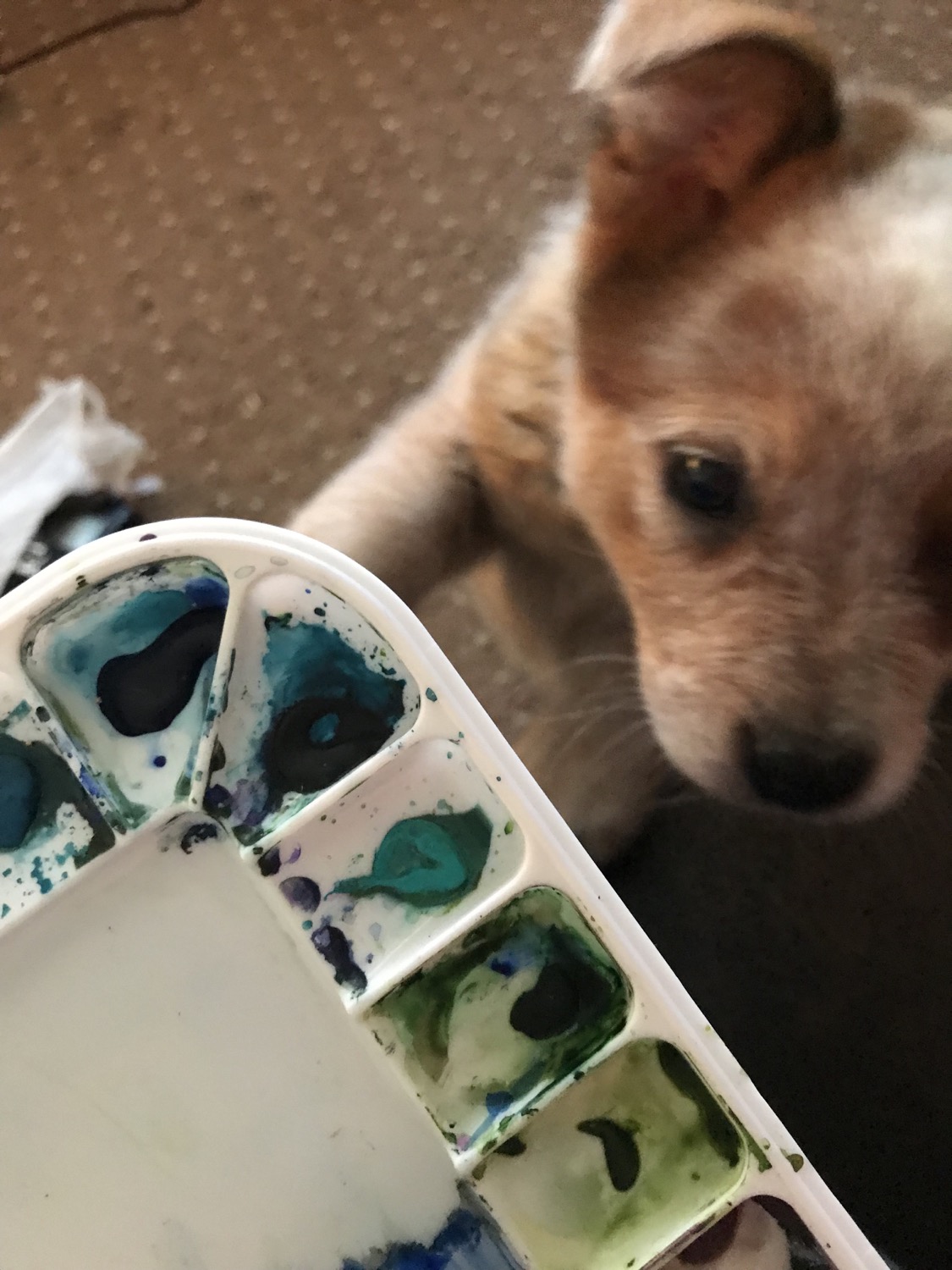 Such a helpful assistant