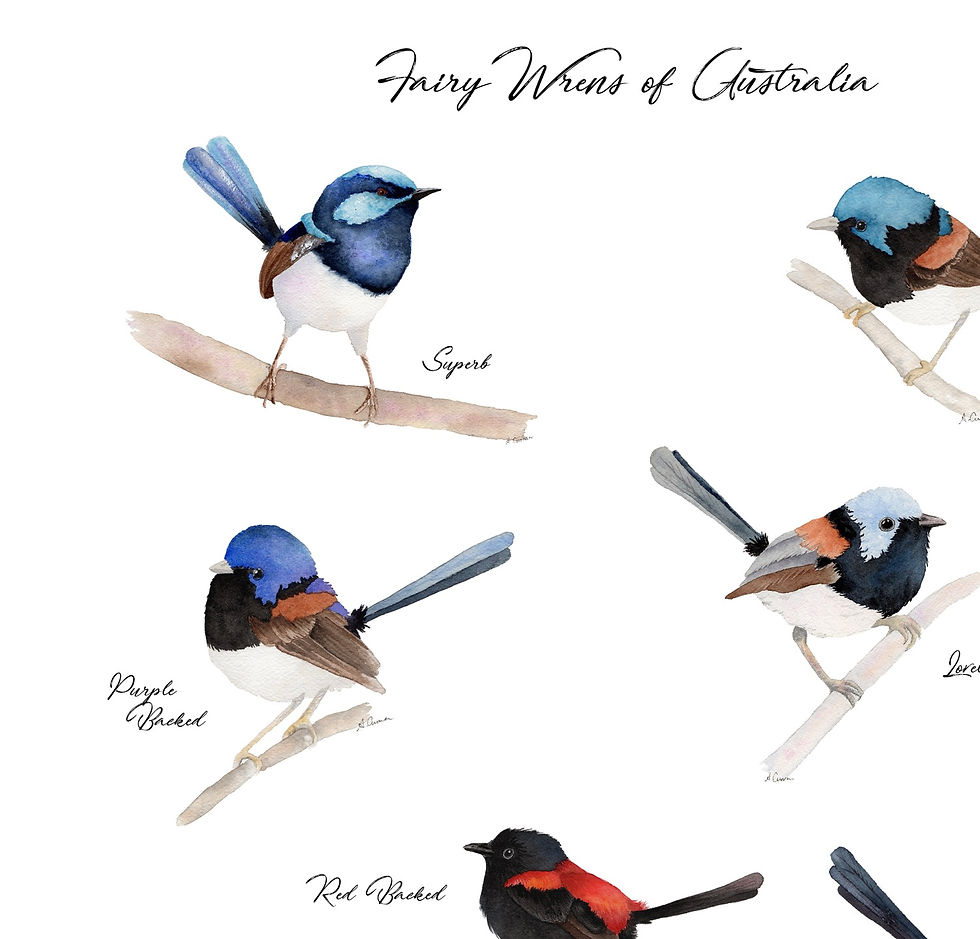 Thumbnail: PRINT - Fairy Wrens of Australia 