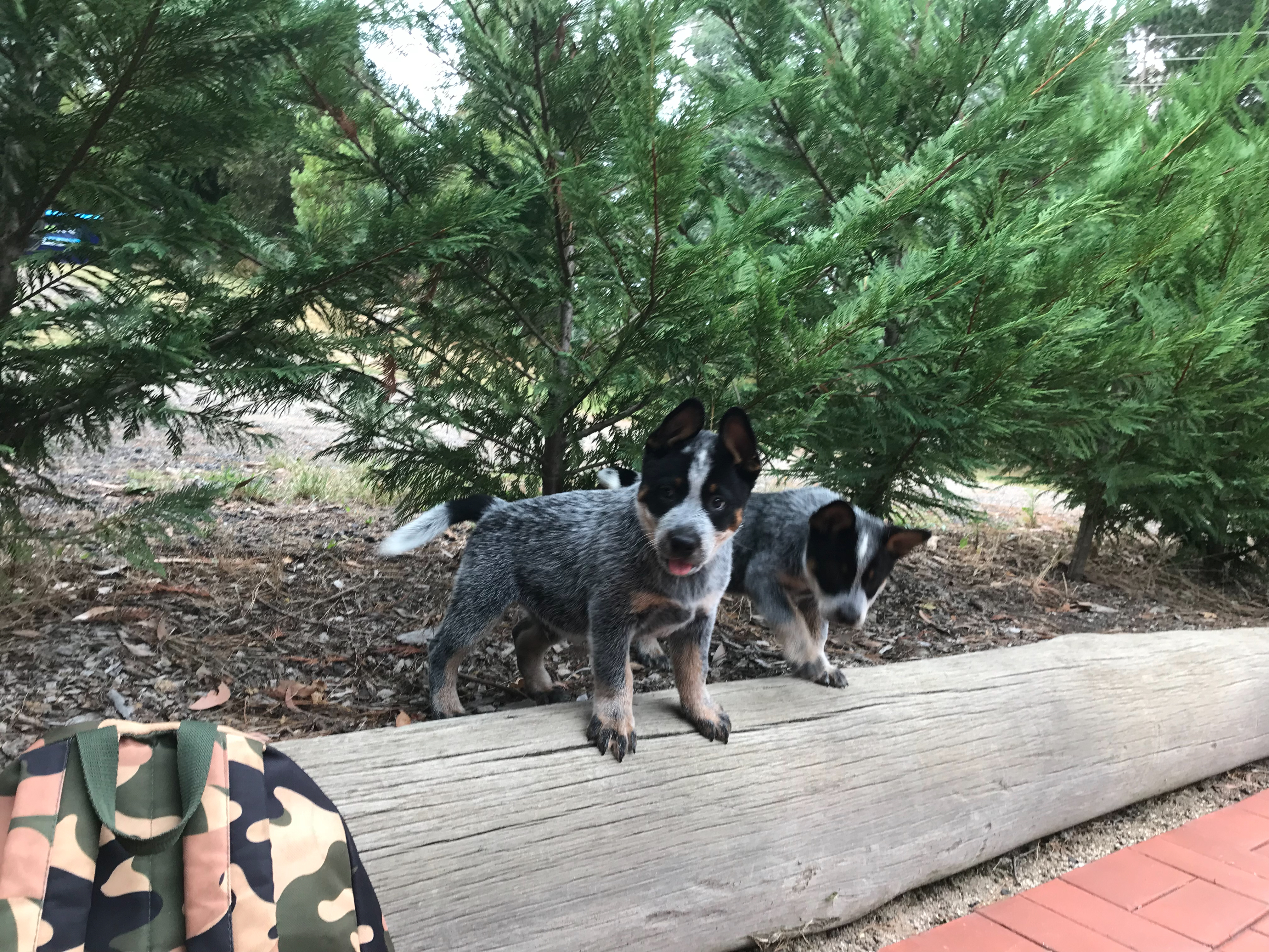 Puppies exploring