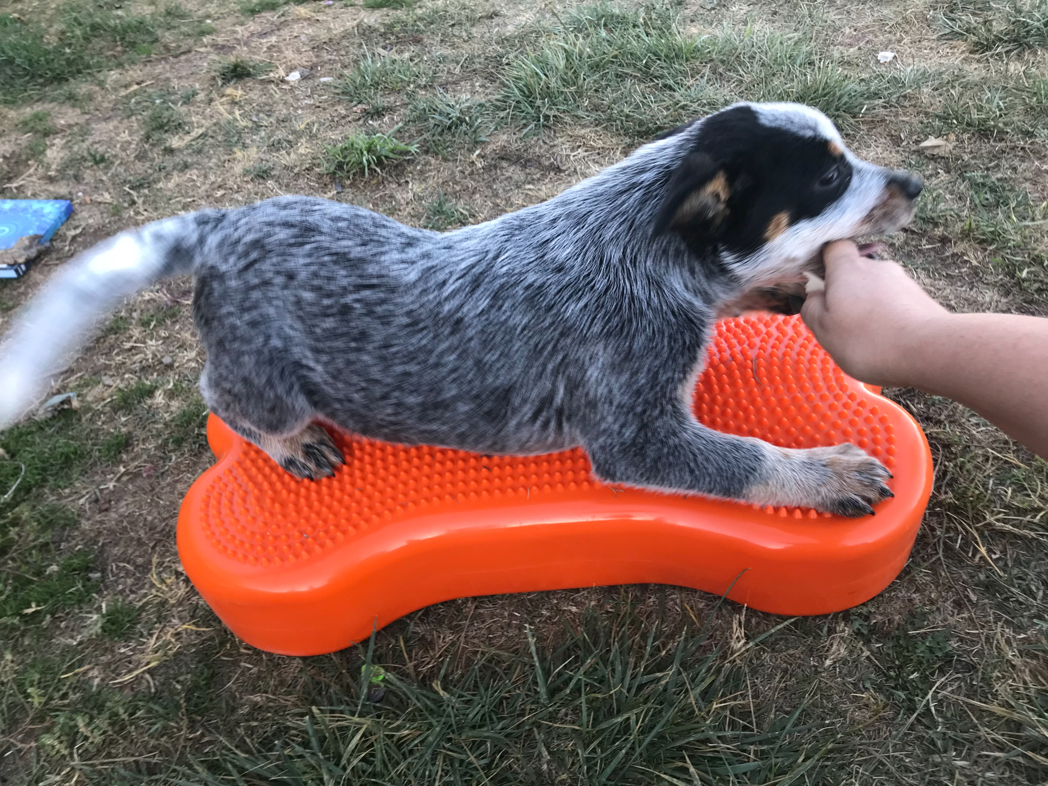 Stevie working on strength & balance