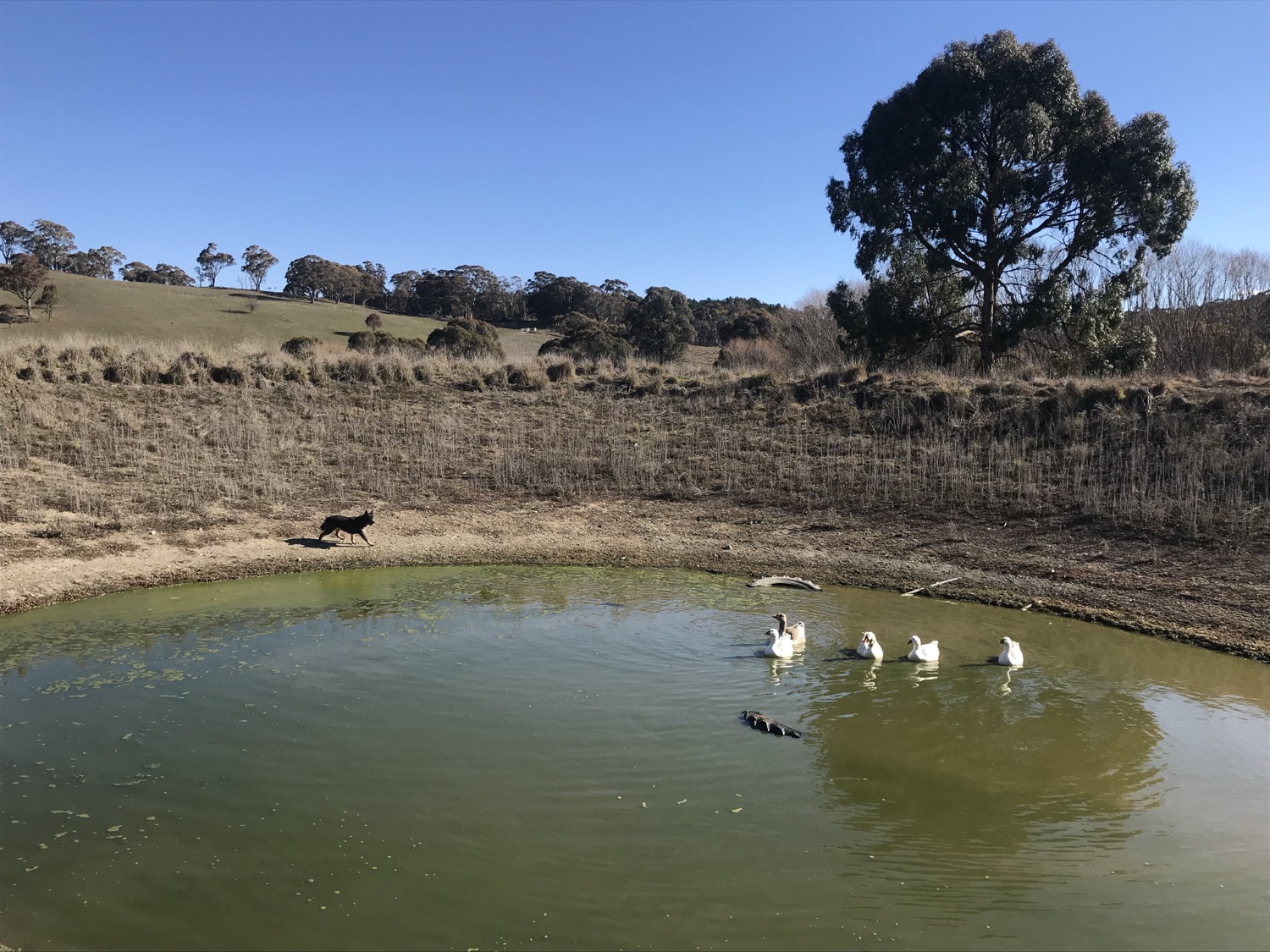 I herded the Geese look!