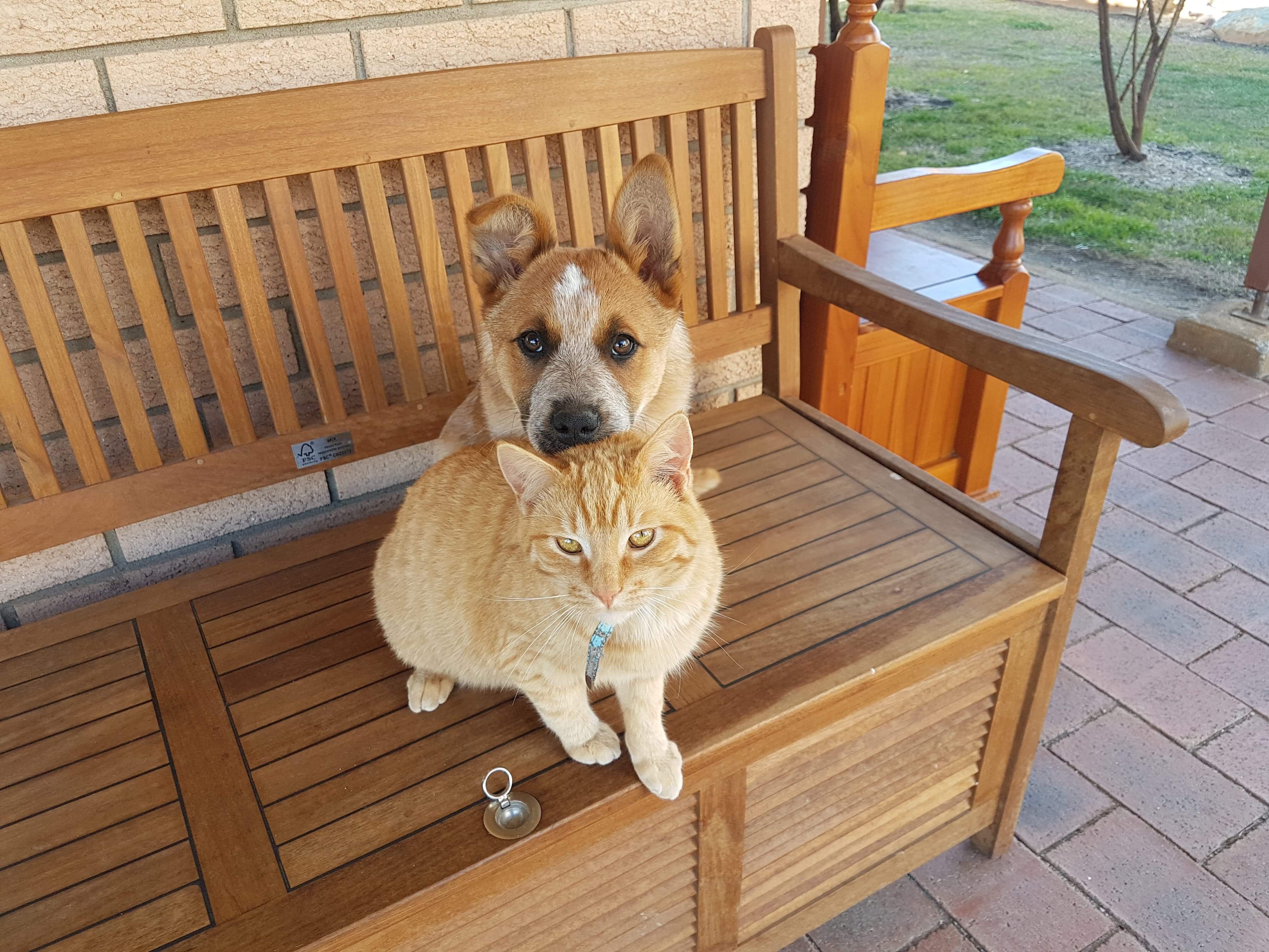 Masy and her best cat friend